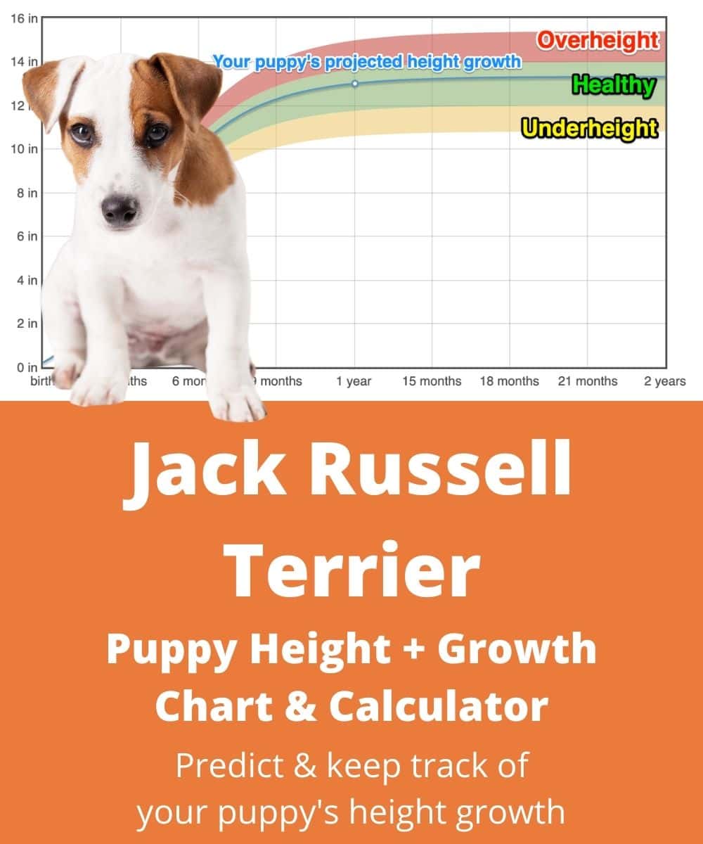 jack-russell-terrier Puppy height Growth Chart